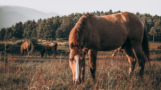 photo of a brown horse eating grass