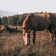 photo of a brown horse eating grass