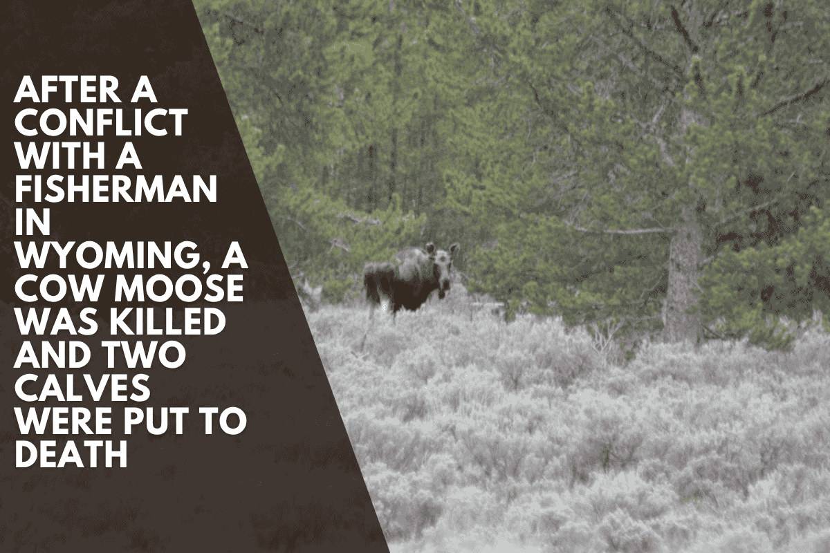 After a conflict with a fisherman in Wyoming, a cow moose was killed and two calves were put to death