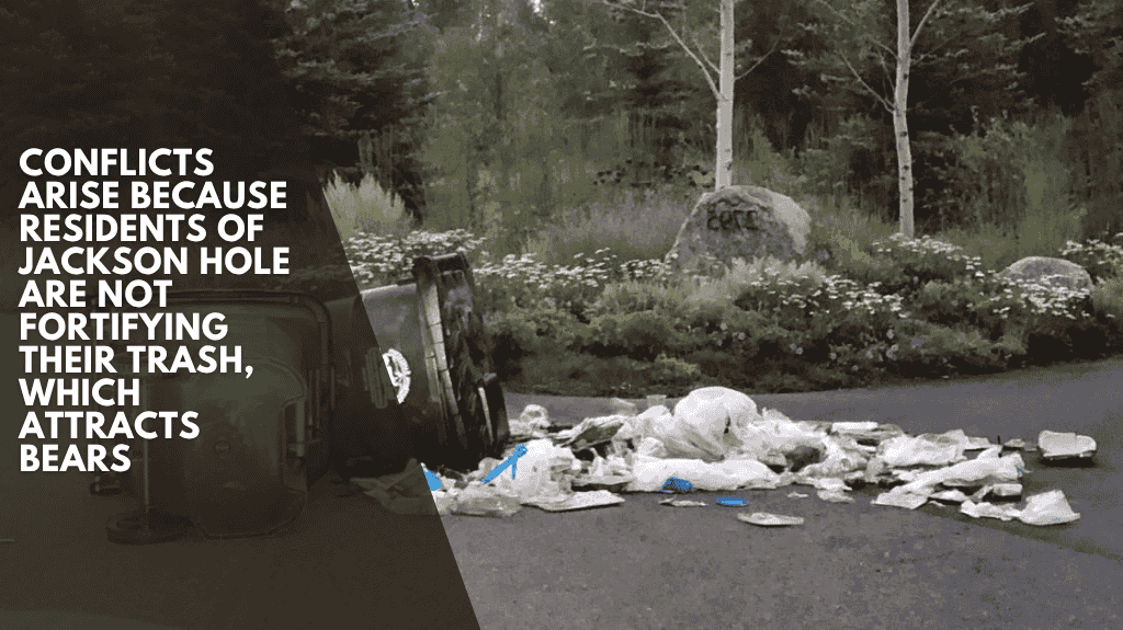 Conflicts arise because residents of Jackson Hole are not fortifying their trash, which attracts bears