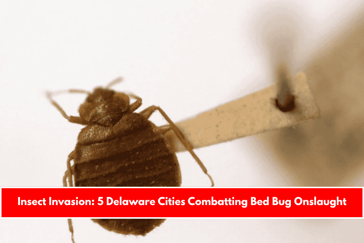 Insect Invasion: 5 Delaware Cities Combatting Bed Bug Onslaught