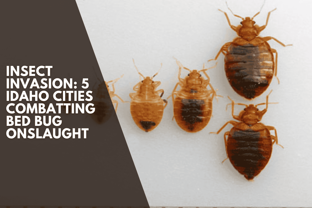 Insect Invasion: 5 Idaho Cities Combatting Bed Bug Onslaught