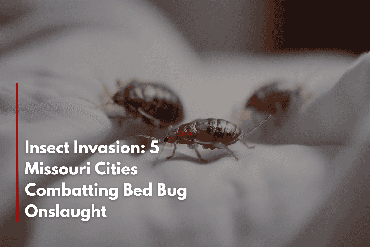 Insect Invasion: 5 Missouri Cities Combatting Bed Bug Onslaught