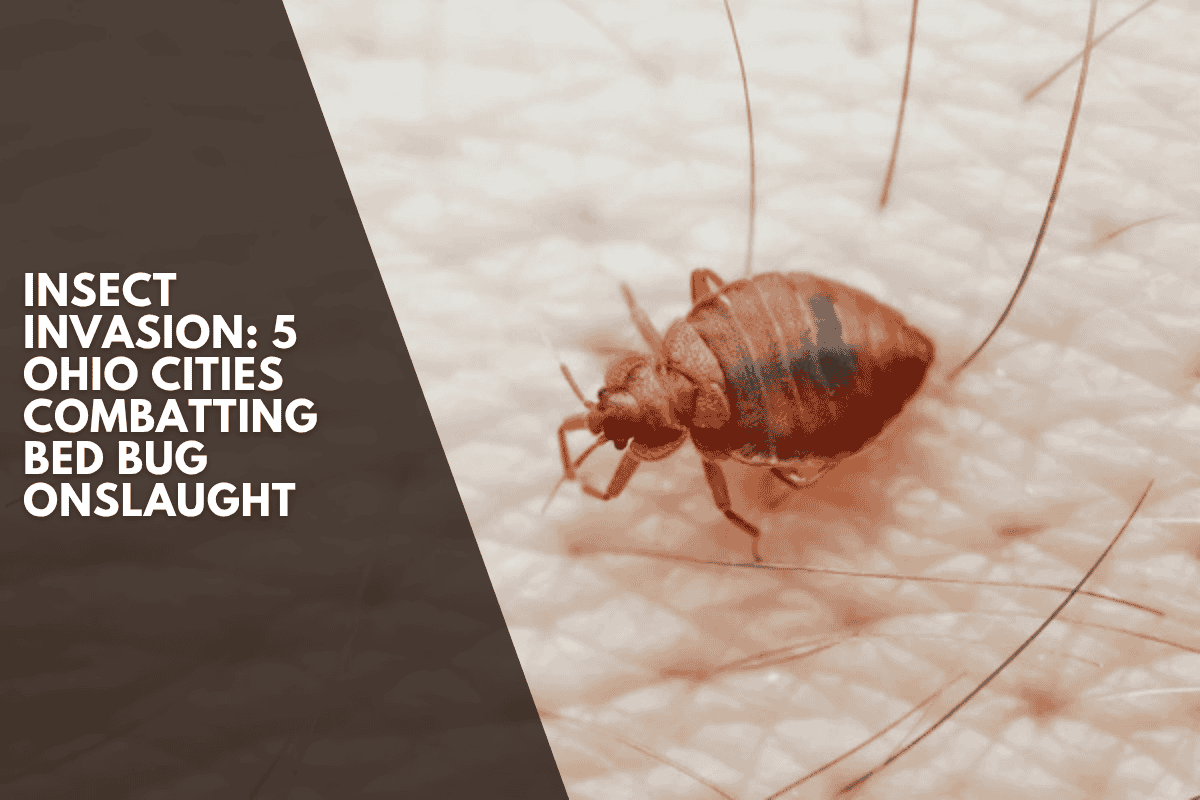 Insect Invasion: 5 Ohio Cities Combatting Bed Bug Onslaught