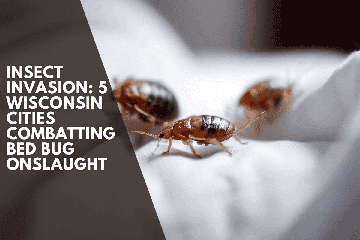 Insect Invasion: 5 Wisconsin Cities Combatting Bed Bug Onslaught