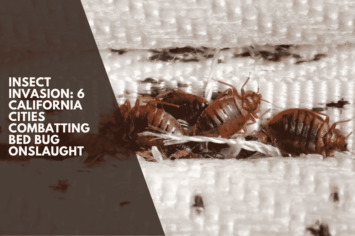 Insect Invasion: 6 California Cities Combatting Bed Bug Onslaught