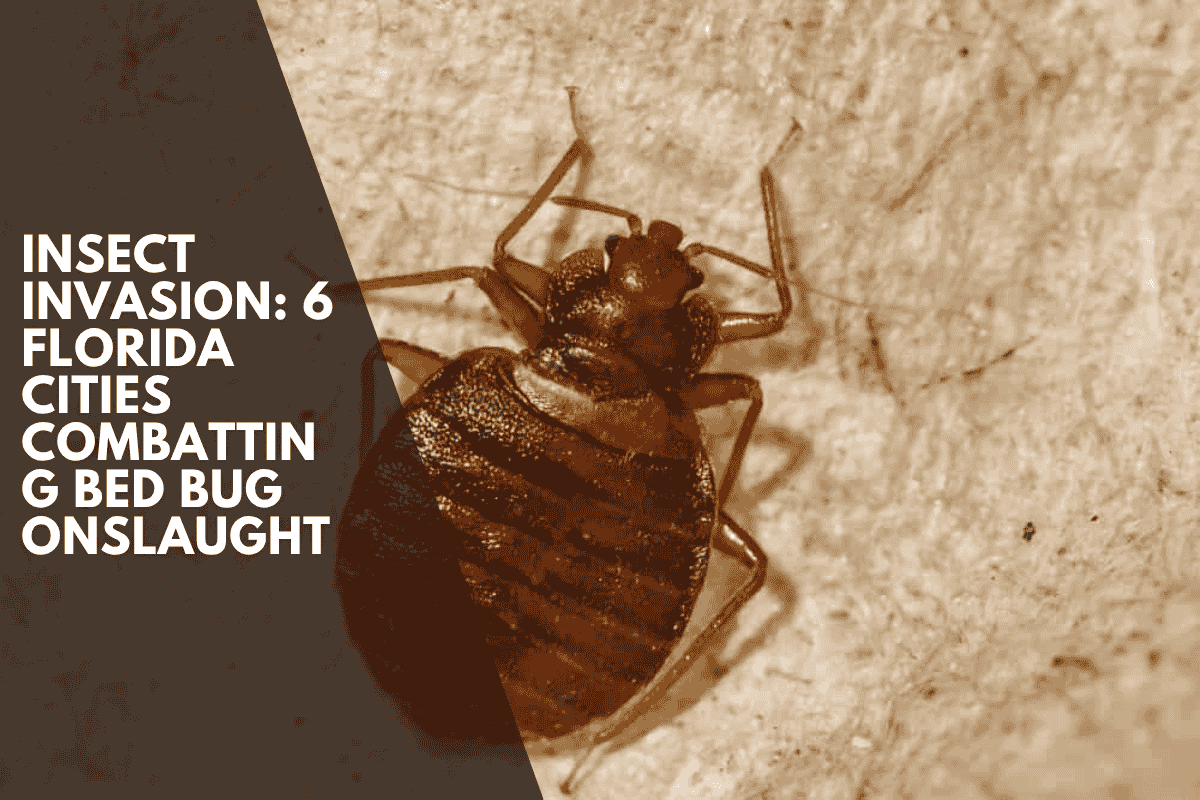 Insect Invasion: 6 Florida Cities Combatting Bed Bug Onslaught