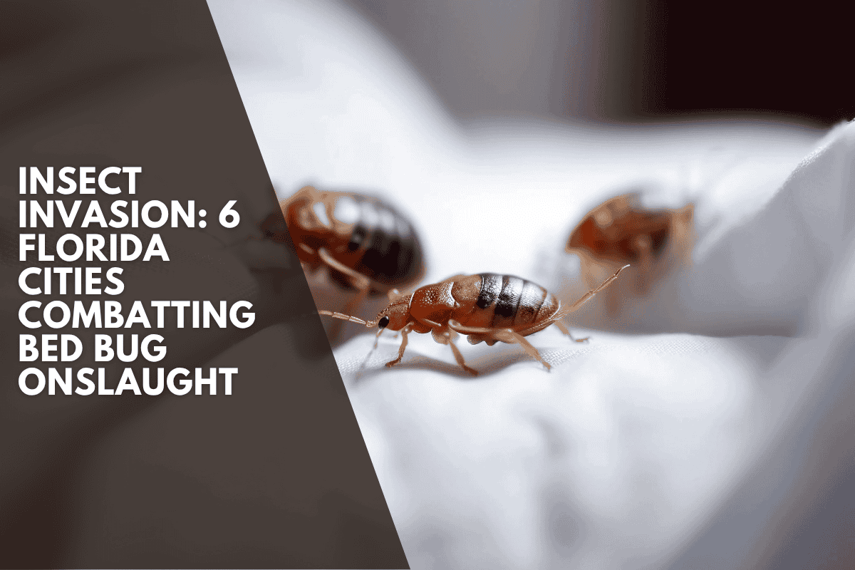 Insect Invasion: 6 Florida Cities Combatting Bed Bug Onslaught