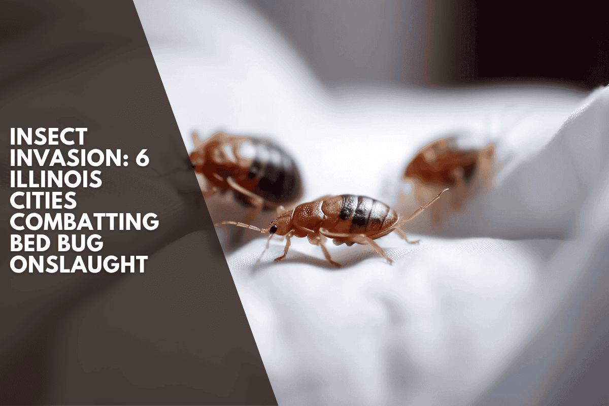 Insect Invasion: 6 Illinois Cities Combatting Bed Bug Onslaught