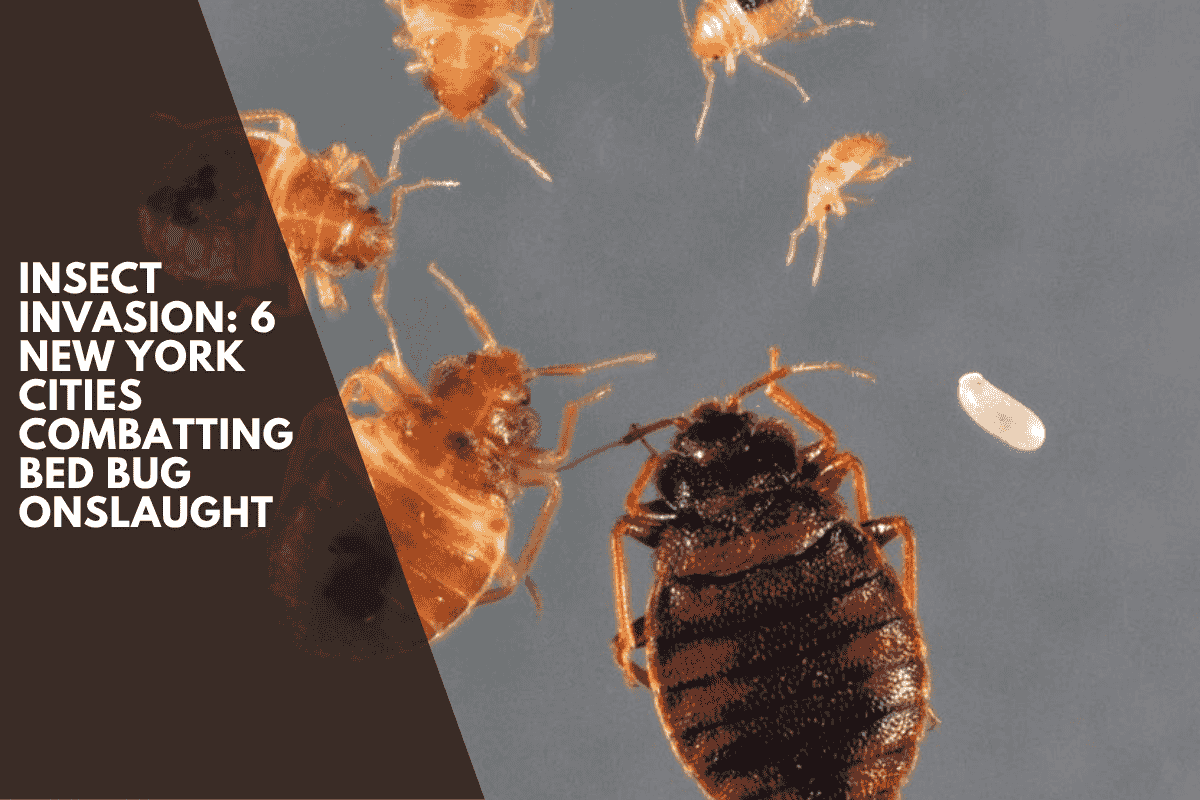Insect Invasion: 6 New York Cities Combatting Bed Bug Onslaught