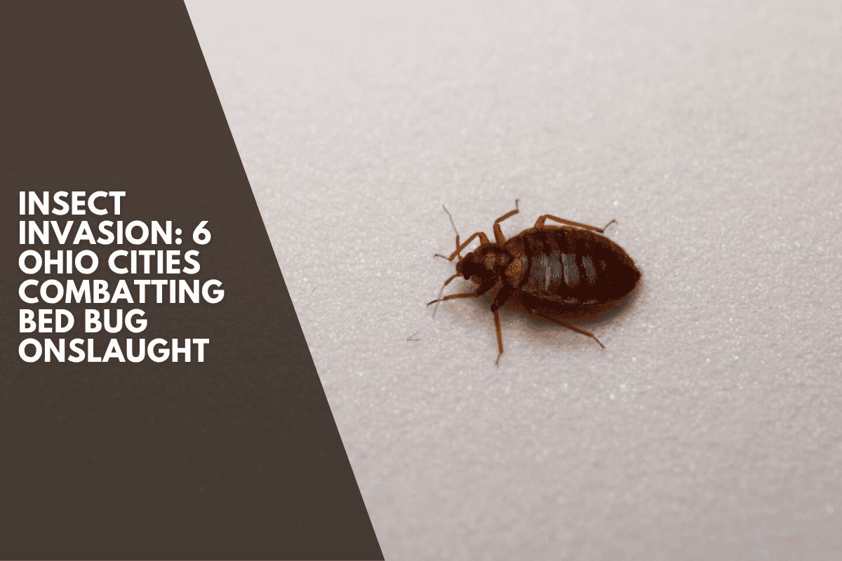 Insect Invasion: 6 Ohio Cities Combatting Bed Bug Onslaught