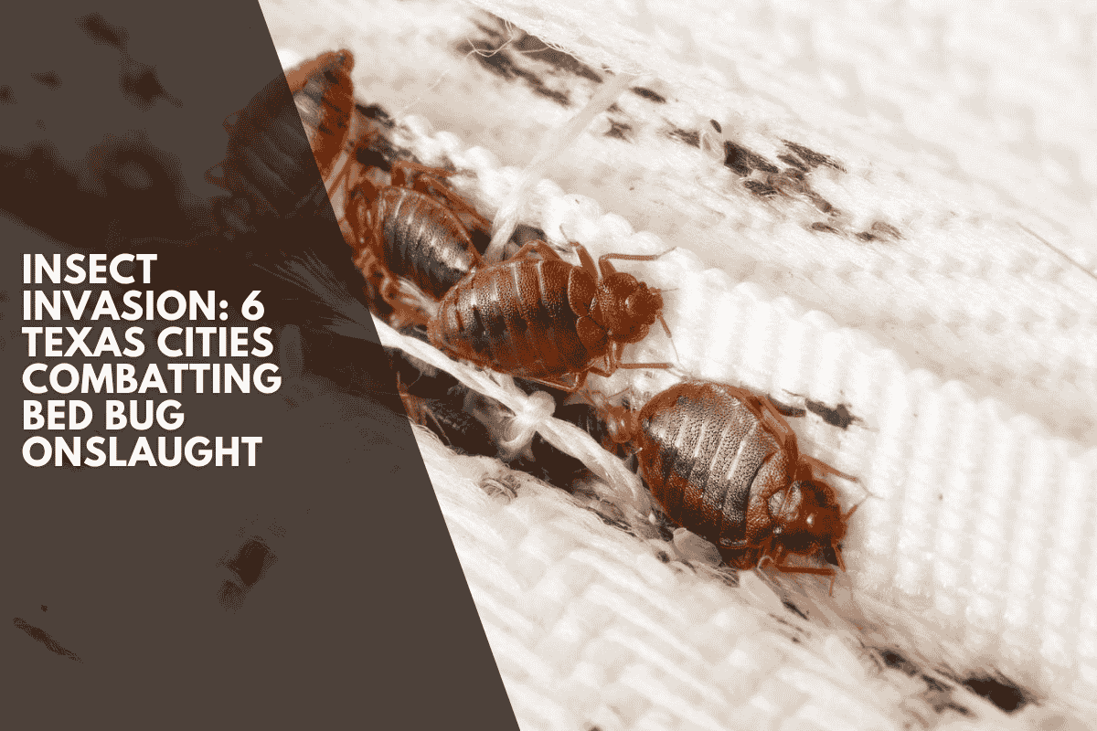 Insect Invasion: 6 Texas Cities Combatting Bed Bug Onslaught