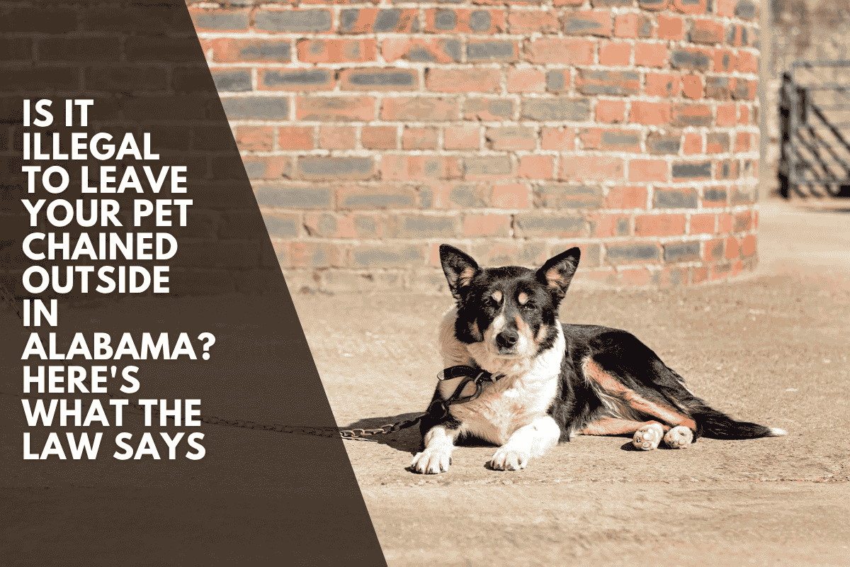 Is It Illegal to Leave Your Pet Chained Outside in Alabama? Here's What the Law Says