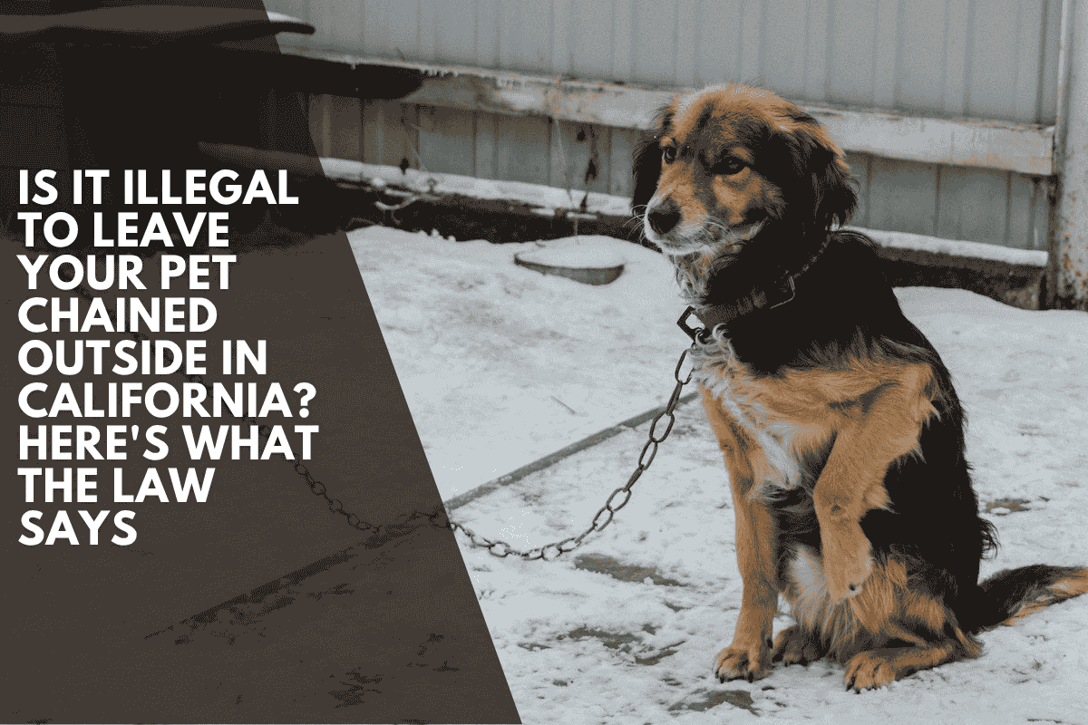 Is It Illegal to Leave Your Pet Chained Outside in California? Here's What the Law Says