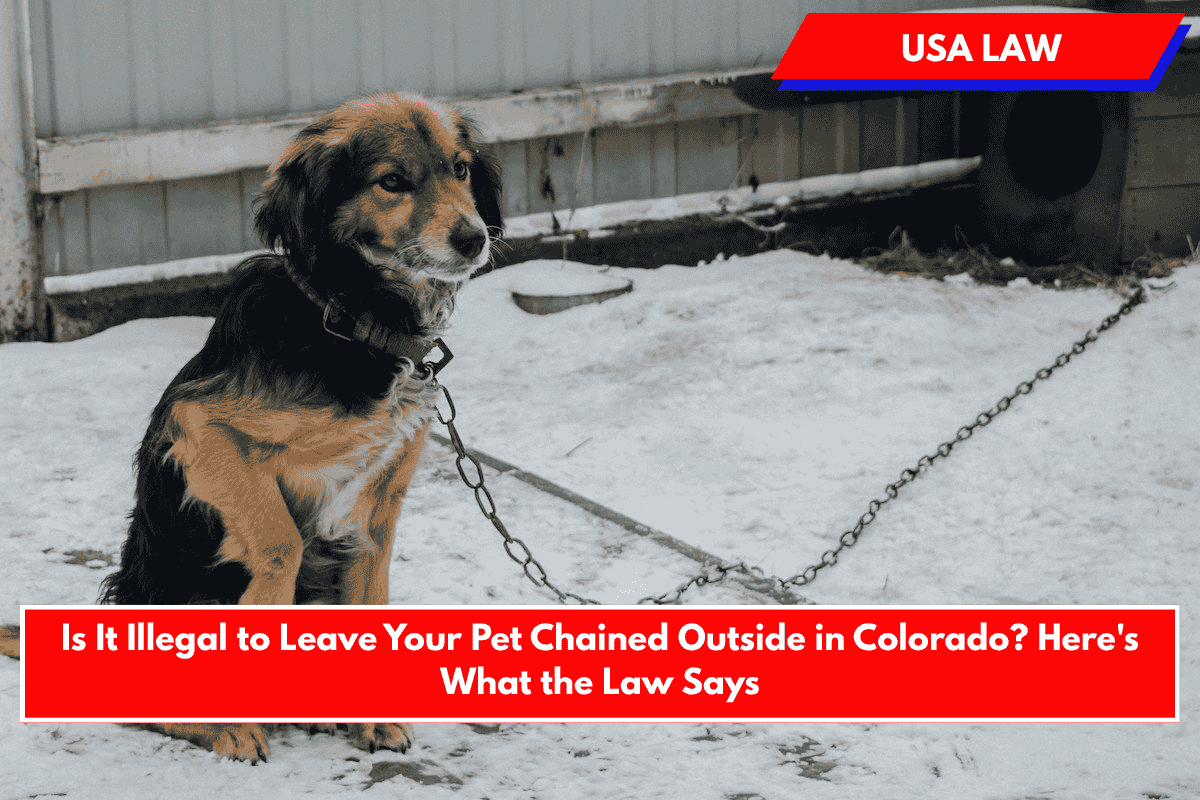 Is It Illegal to Leave Your Pet Chained Outside in Colorado? Here's What the Law Says