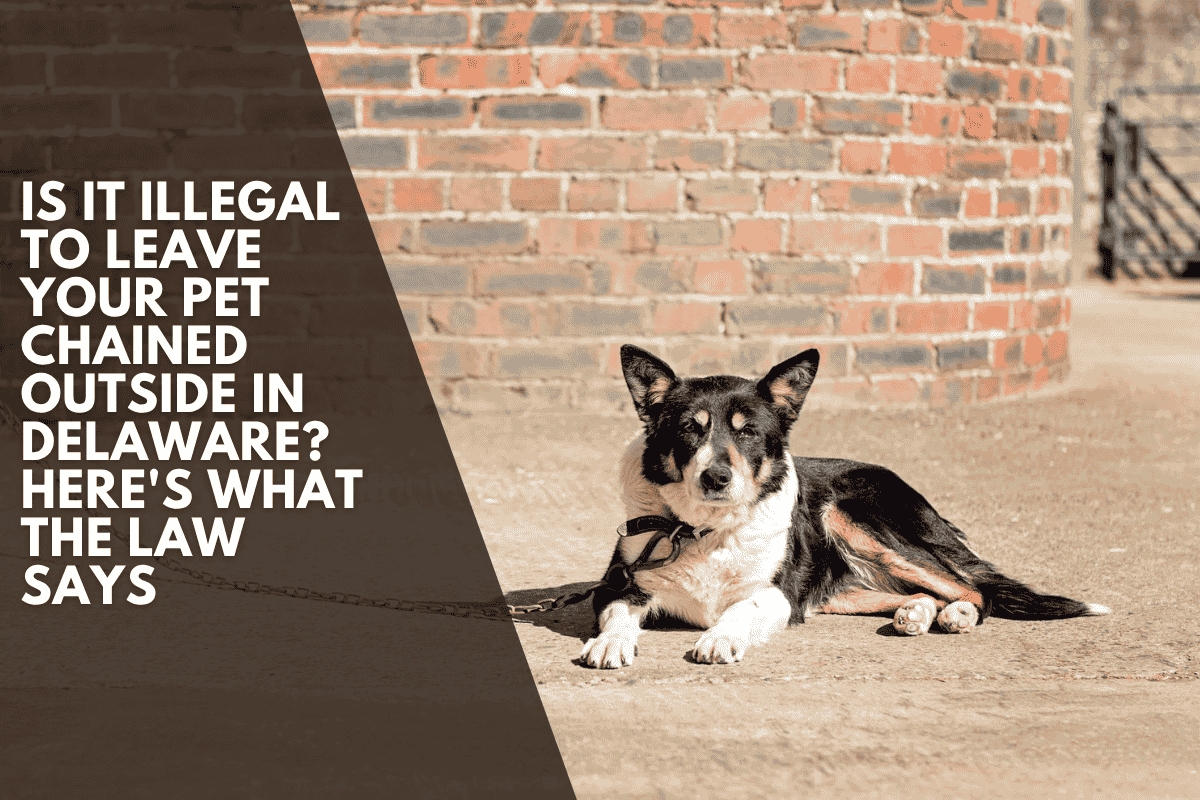 Is It Illegal to Leave Your Pet Chained Outside in Delaware? Here's What the Law Says