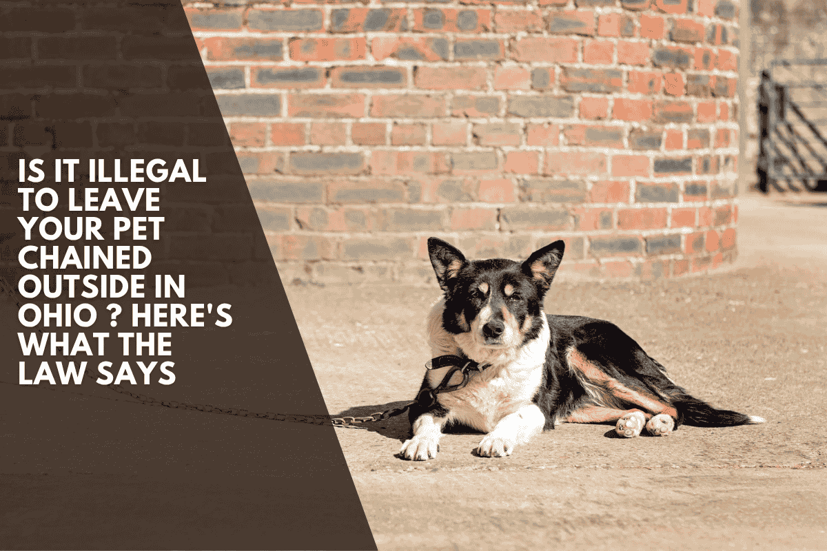 Is It Illegal to Leave Your Pet Chained Outside in Ohio ? Here's What the Law Says