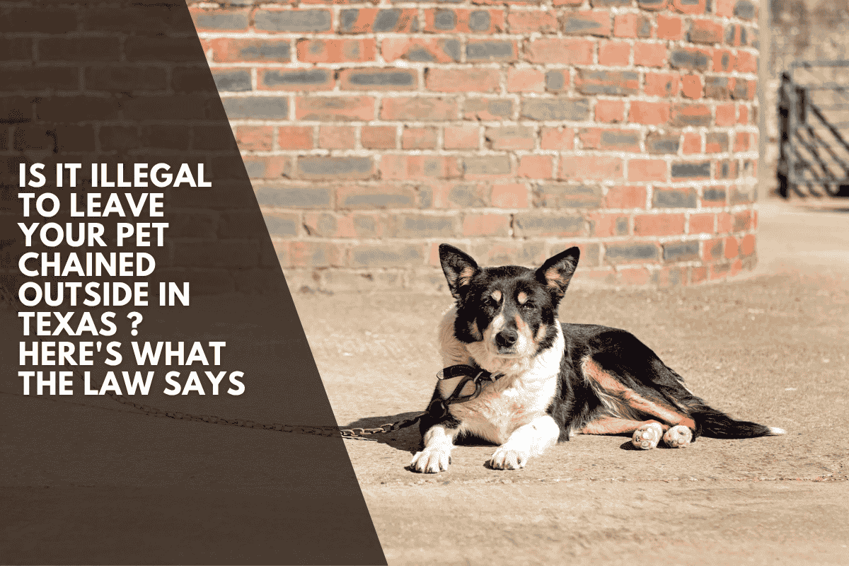 Is It Illegal to Leave Your Pet Chained Outside in Texas ? Here's What the Law Says