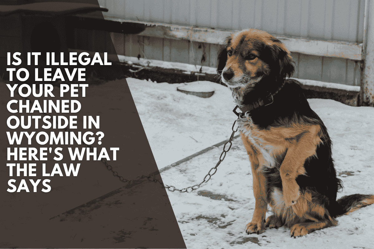 Is It Illegal to Leave Your Pet Chained Outside in Wyoming Here's What the Law Says