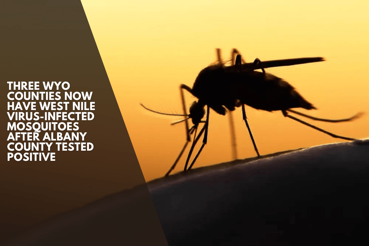 Three Wyo Counties Now Have West Nile Virus-infected Mosquitoes After Albany County Tested Positive