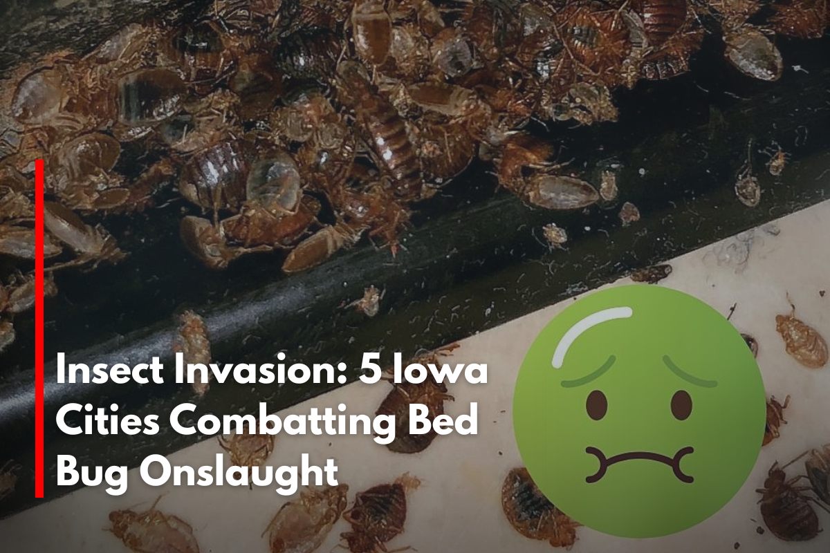 Insect Invasion: 5 Iowa Cities Combatting Bed Bug Onslaught