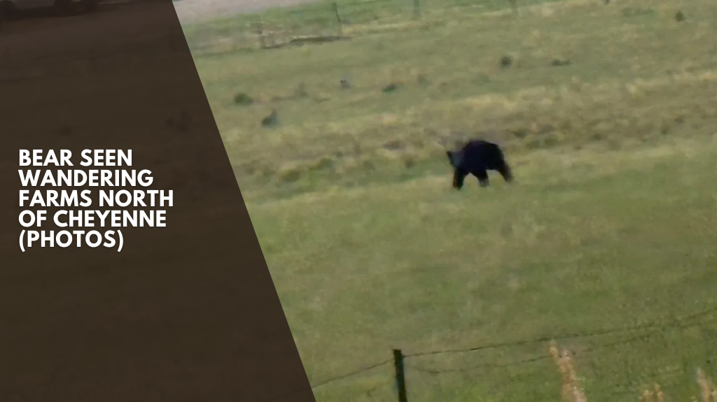 Bear seen wandering farms north of Cheyenne (PHOTOS)
