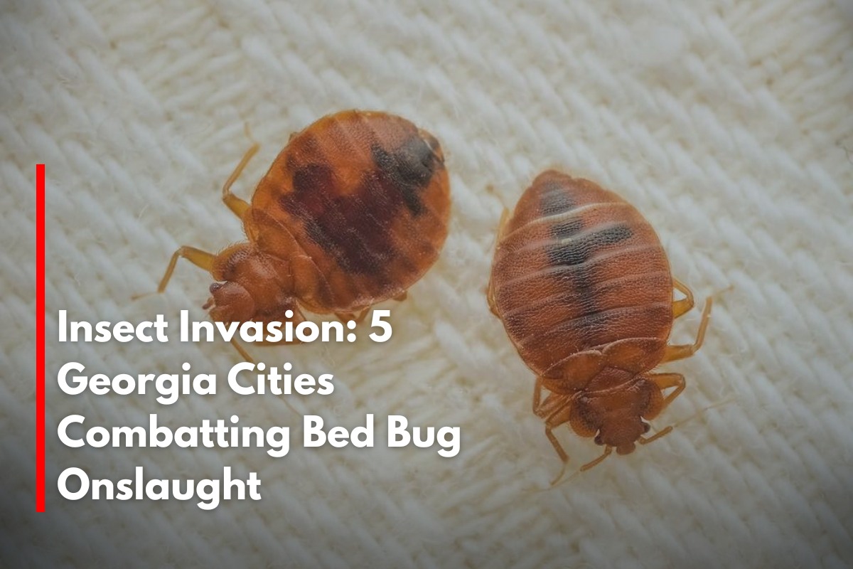 Insect Invasion 5 Georgia Cities Combatting Bed Bug Onslaught