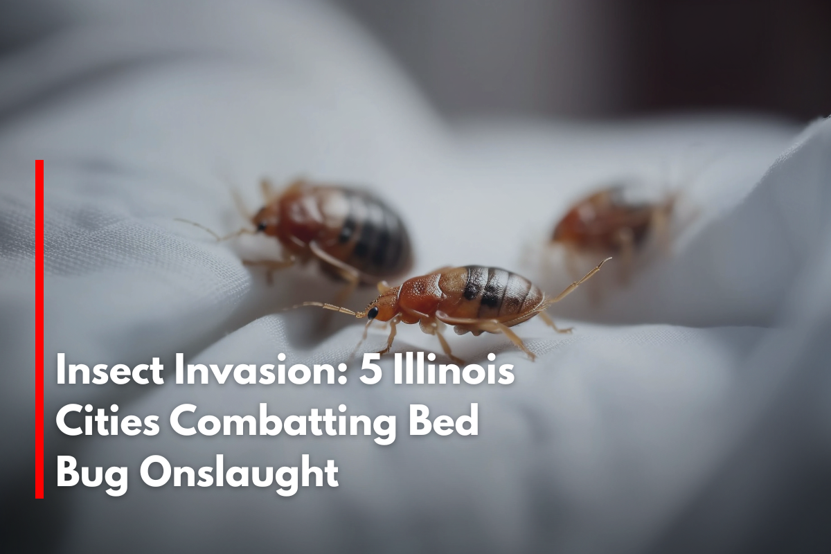 Insect Invasion: 5 Illinois Cities Combatting Bed Bug Onslaught