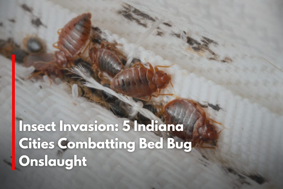 Insect Invasion: 5 Indiana Cities Combatting Bed Bug Onslaught