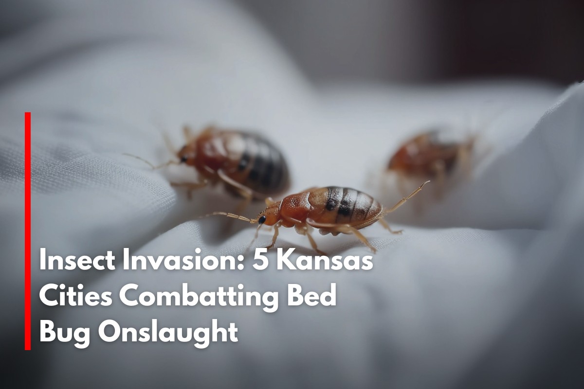 Insect Invasion: 5 Kansas Cities Combatting Bed Bug Onslaught