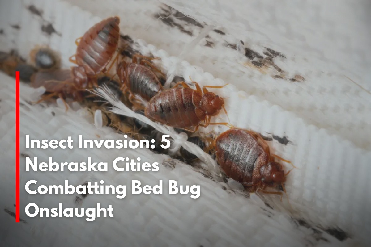 Insect Invasion: 5 Nebraska Cities Combatting Bed Bug Onslaught