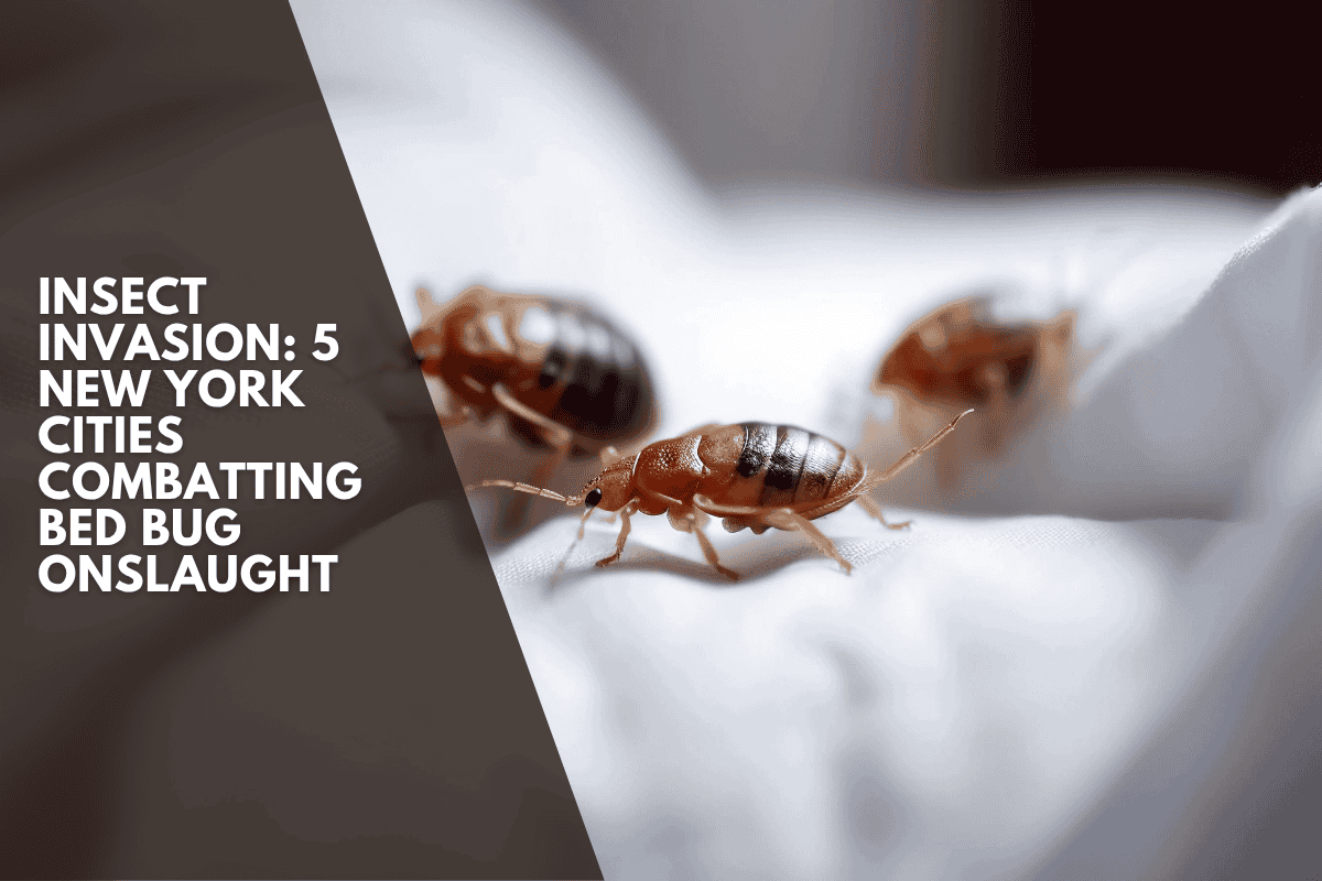 Insect Invasion: 5 New York Cities Combatting Bed Bug Onslaught