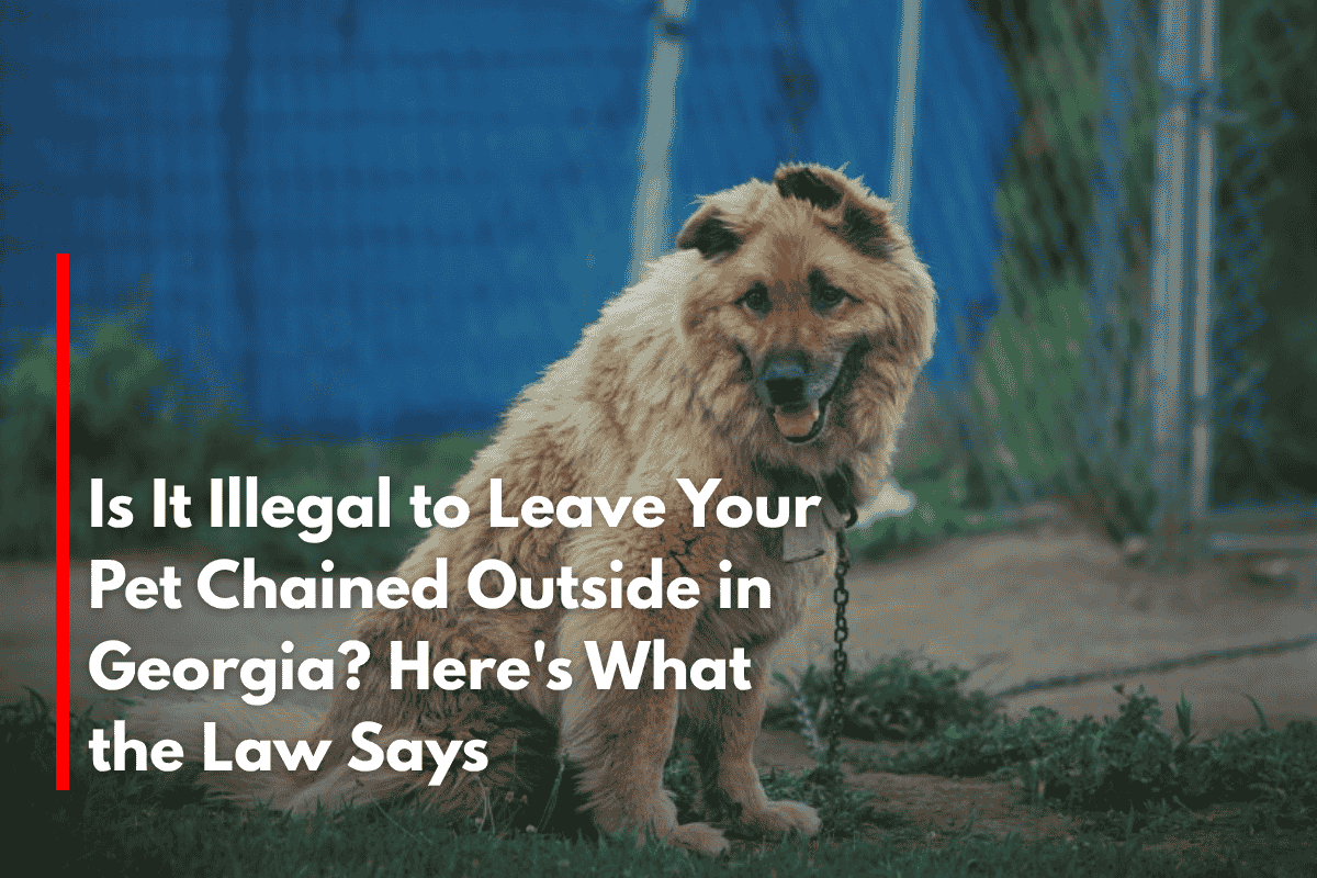 Is It Illegal to Leave Your Pet Chained Outside in Georgia Here's What the Law Says