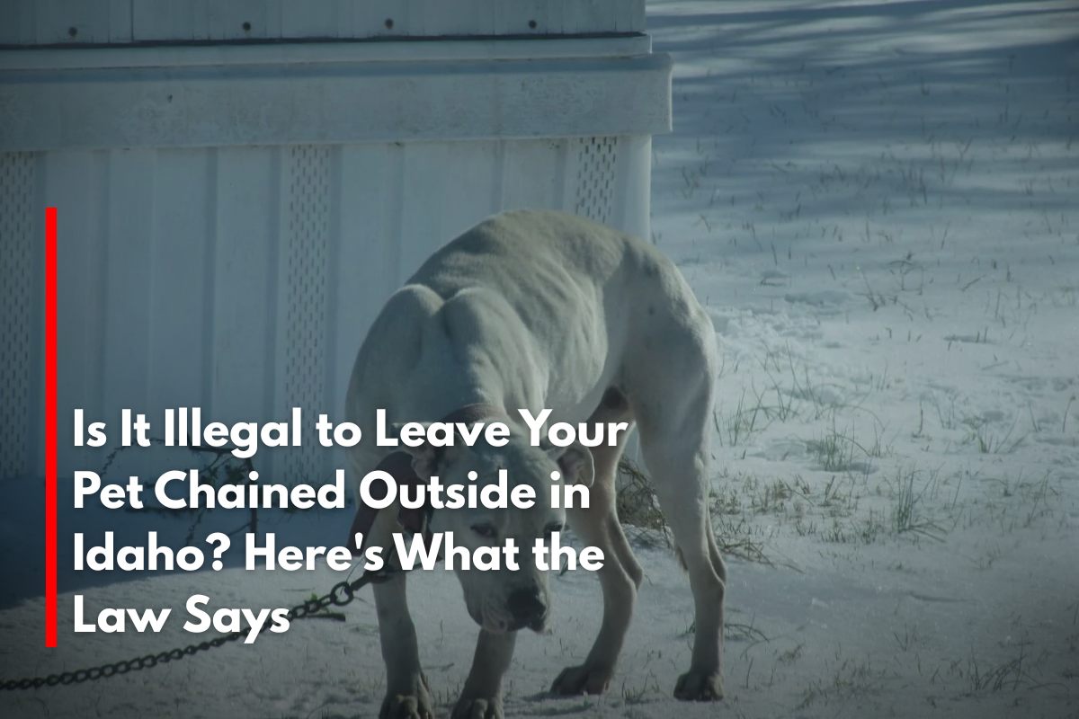 Is It Illegal to Leave Your Pet Chained Outside in Idaho Here's What the Law Says