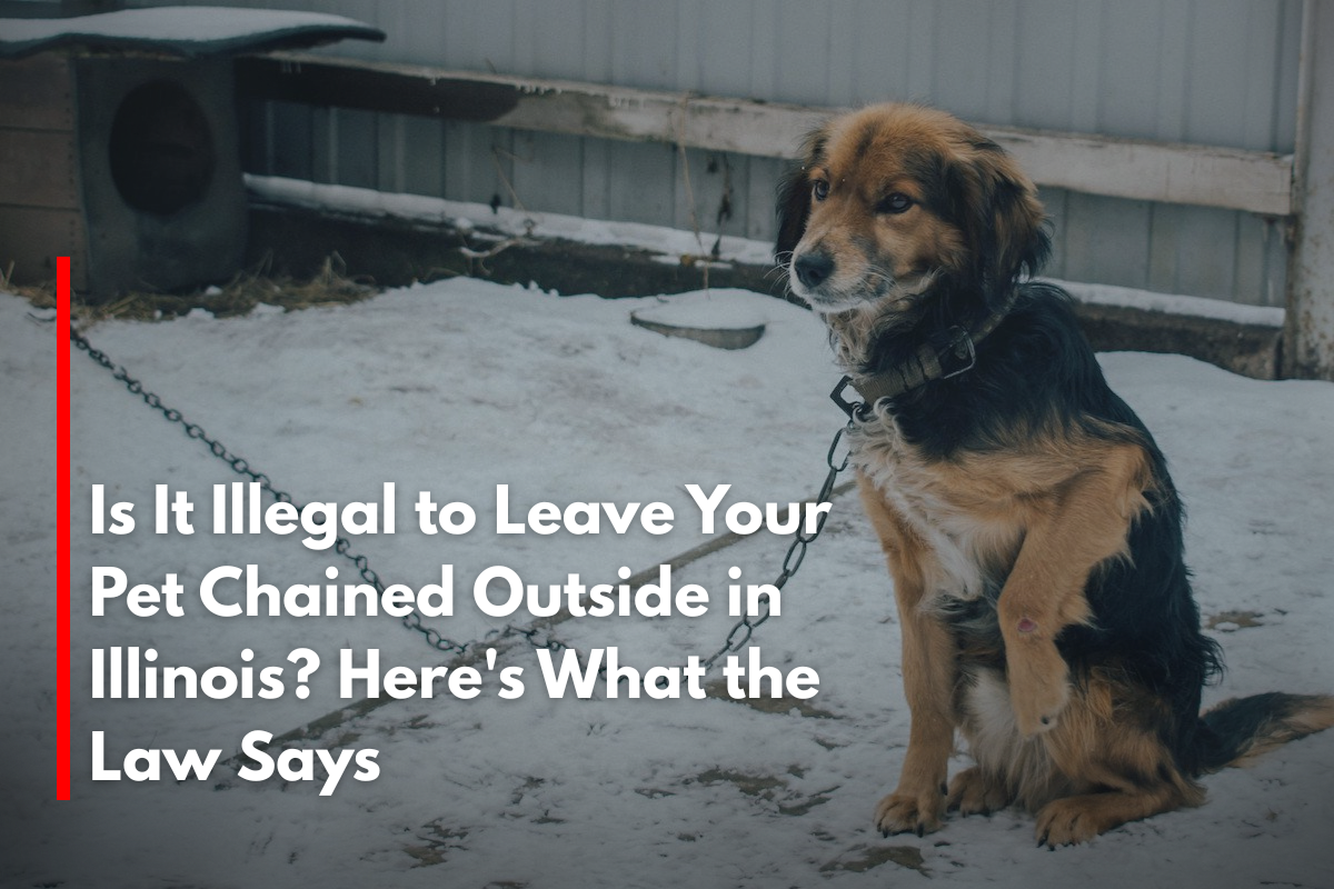 Is It Illegal to Leave Your Pet Chained Outside in Illinois? Here's What the Law Says