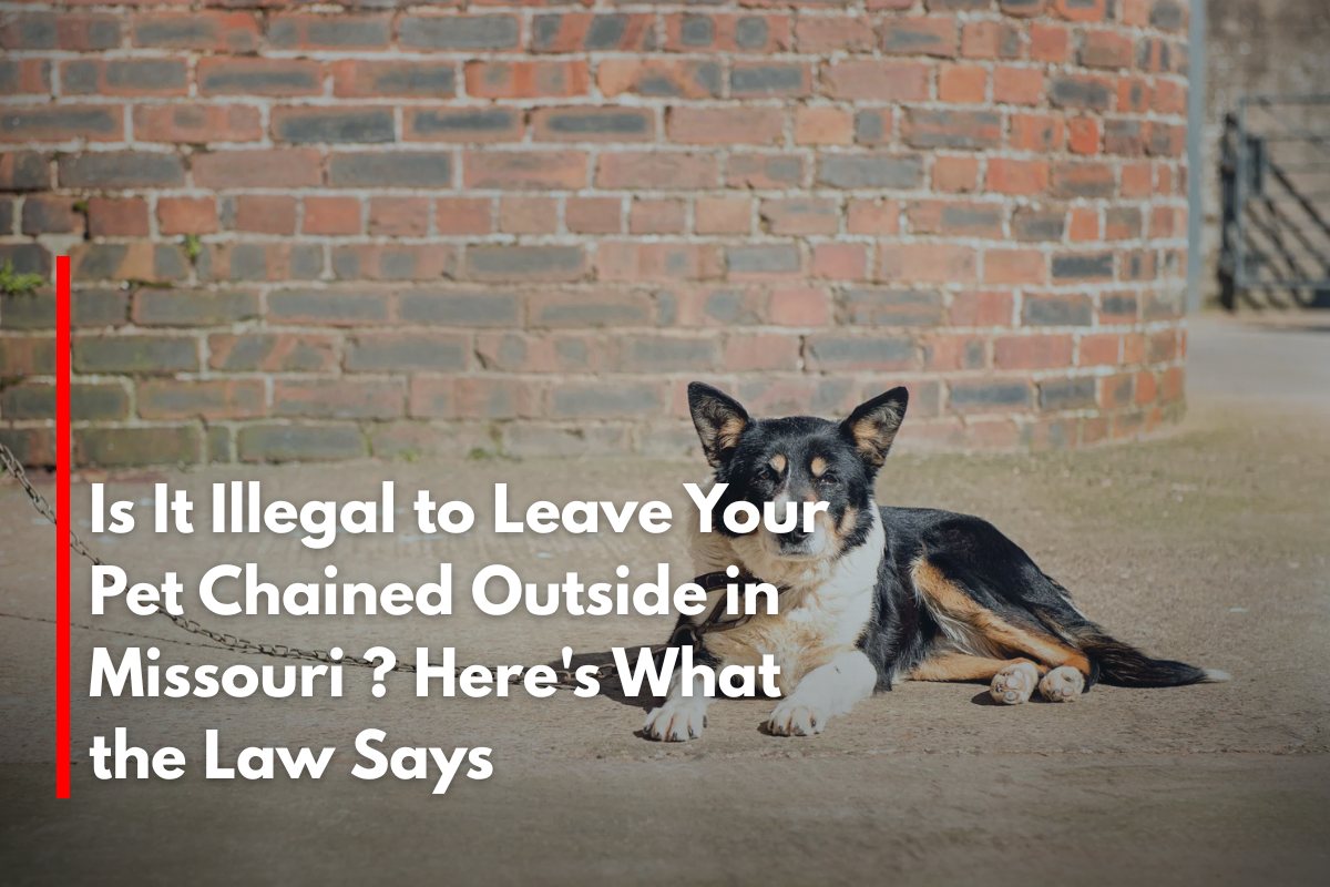 Is It Illegal to Leave Your Pet Chained Outside in Missouri ? Here's What the Law Says