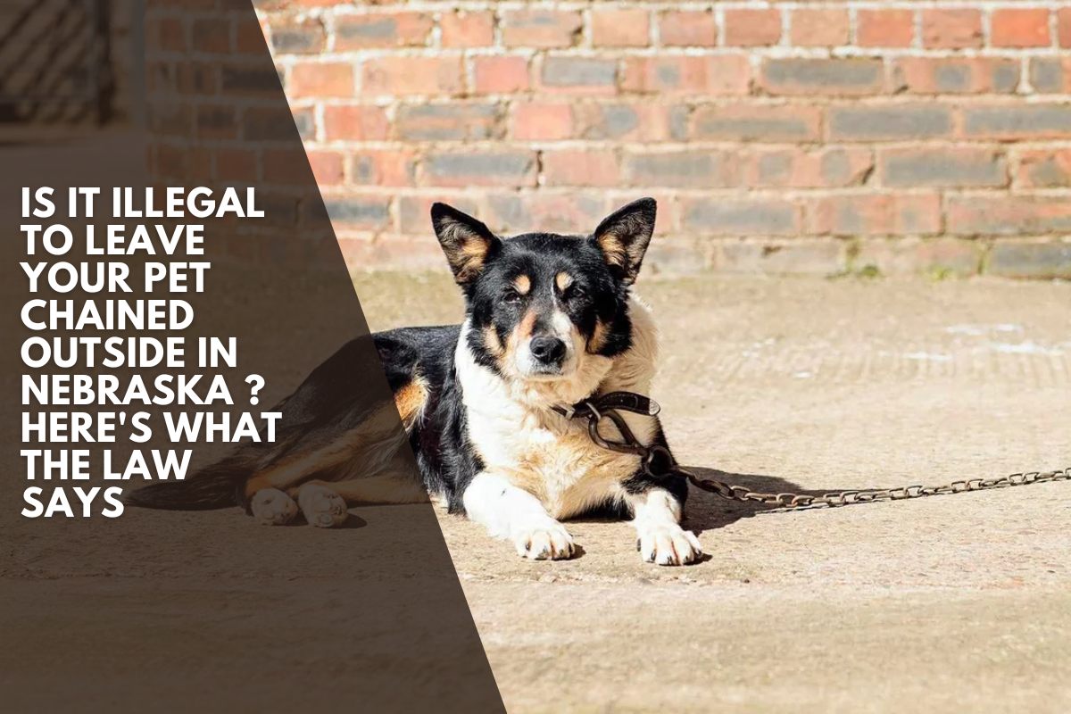 Is It Illegal to Leave Your Pet Chained Outside in Nebraska ? Here's What the Law Says
