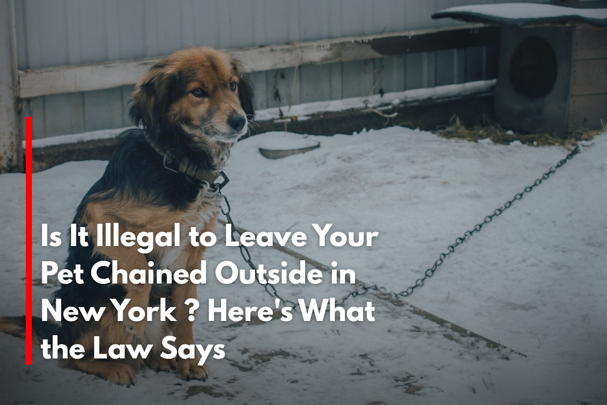 Is It Illegal to Leave Your Pet Chained Outside in New York ? Here's What the Law Says