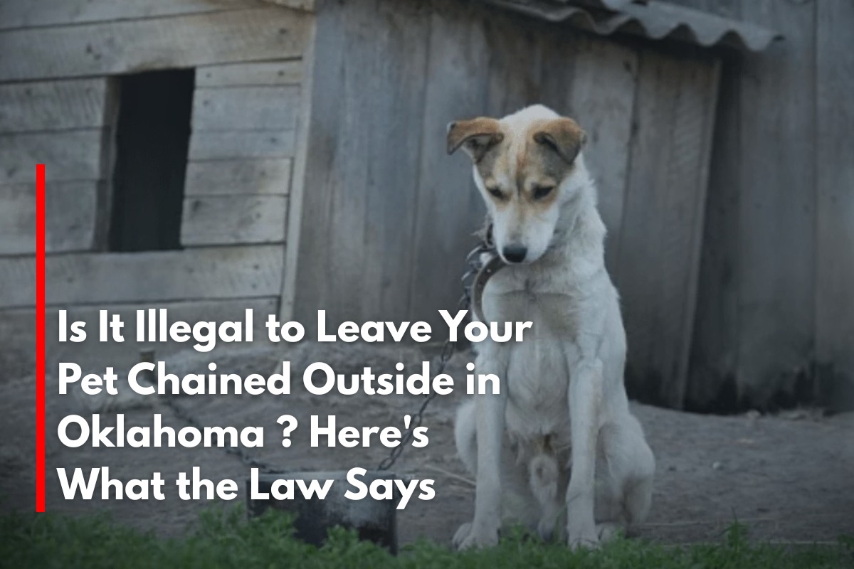 Is It Illegal to Leave Your Pet Chained Outside in Oklahoma Here's What the Law Says