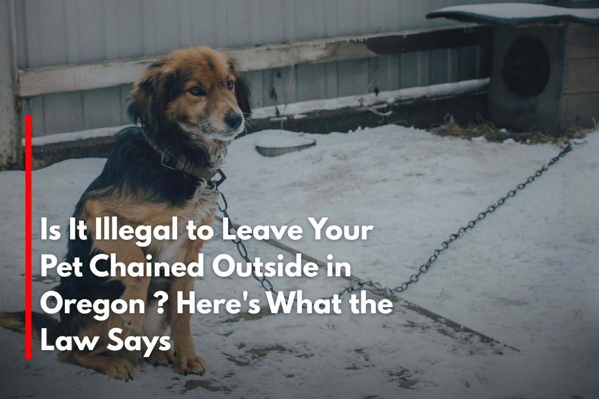 Is It Illegal to Leave Your Pet Chained Outside in Oregon ? Here's What the Law Says