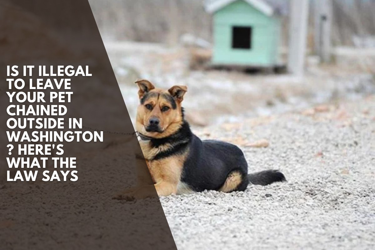 Is It Illegal to Leave Your Pet Chained Outside in Washington ? Here's What the Law Says