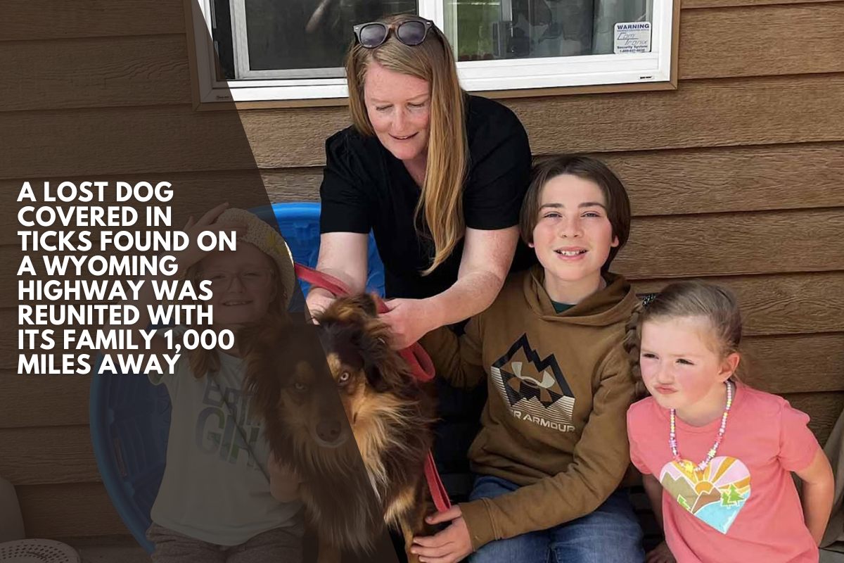 A lost dog covered in ticks found on a Wyoming highway was reunited with its family 1,000 miles away