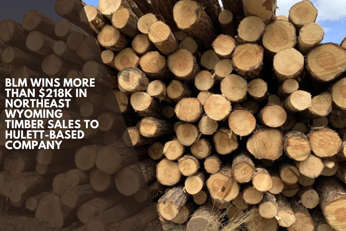 BLM wins more than $218K in northeast Wyoming timber sales to Hulett-based company