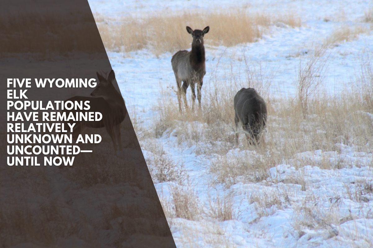 Five Wyoming elk populations have remained relatively unknown and uncounted—until now