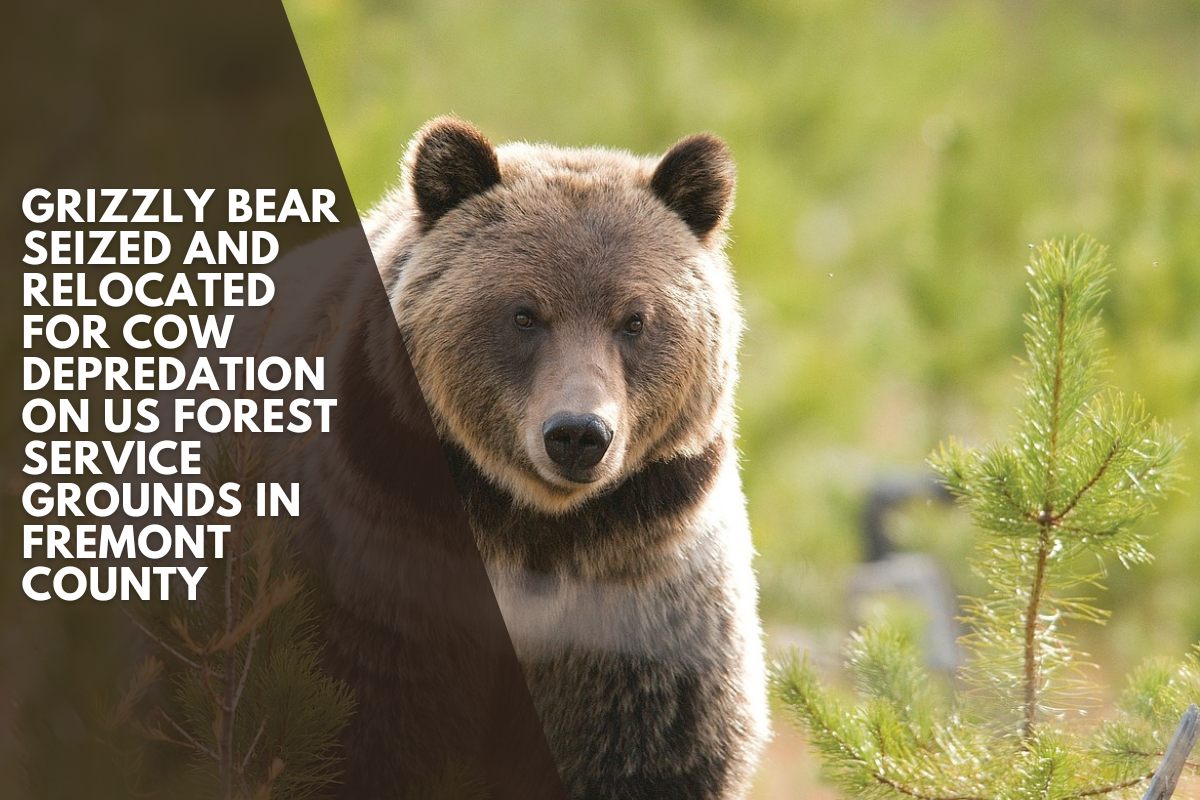 Grizzly bear seized and relocated for cow depredation on US Forest Service grounds in Fremont County