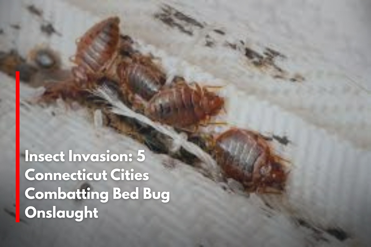 Insect Invasion: 5 Connecticut Cities Combatting Bed Bug Onslaught