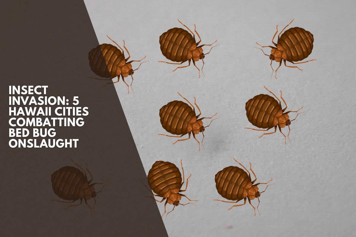 Insect Invasion: 5 Hawaii Cities Combatting Bed Bug Onslaught