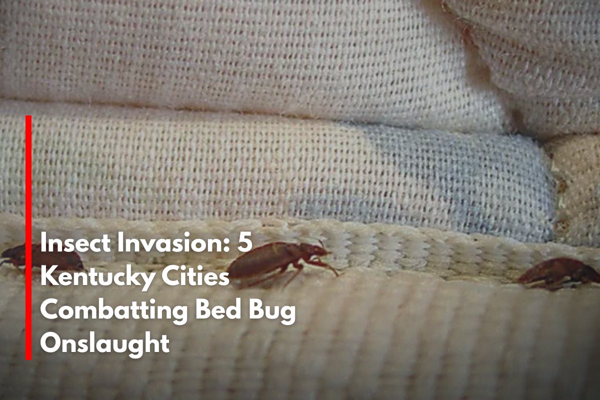 Insect Invasion: 5 Kentucky Cities Combatting Bed Bug Onslaught