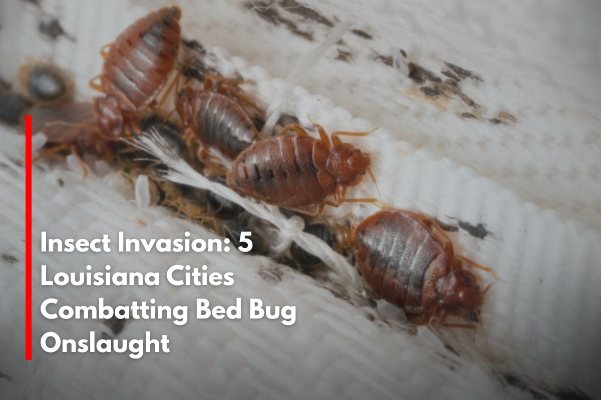 Insect Invasion: 5 Louisiana Cities Combatting Bed Bug Onslaught