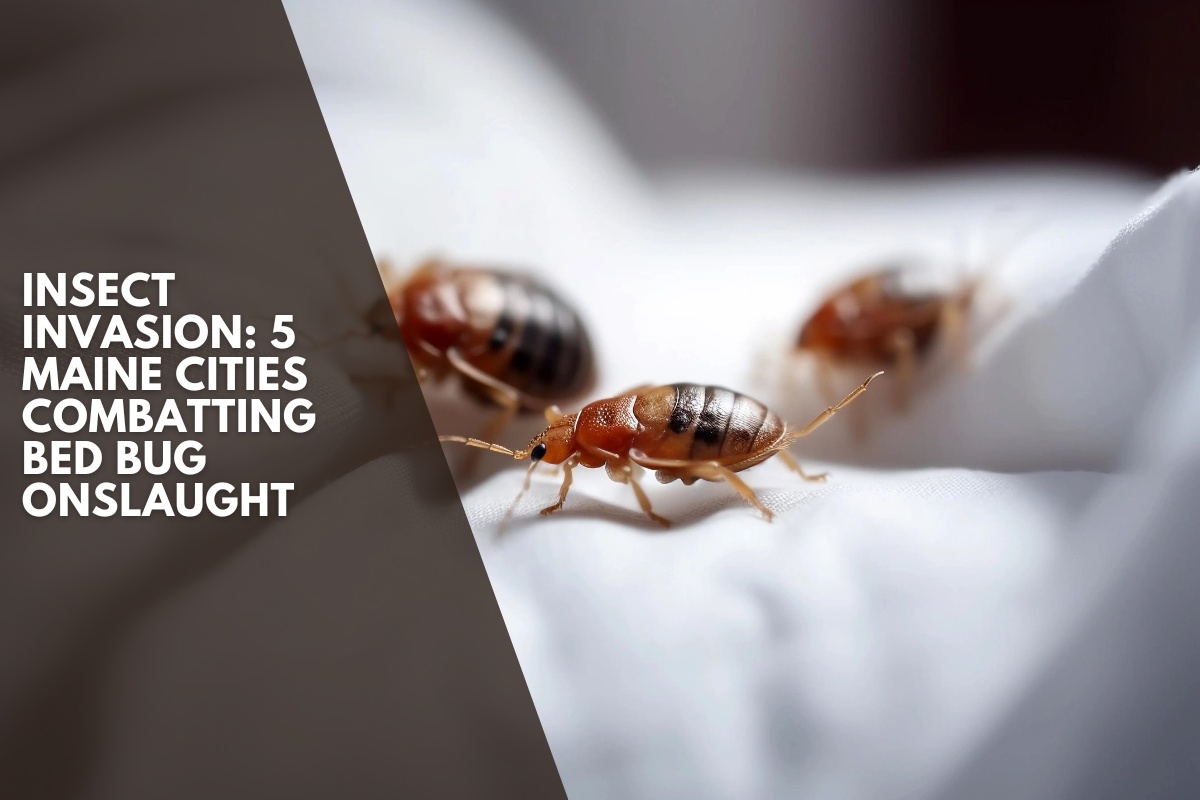Insect Invasion: 5 Maine Cities Combatting Bed Bug Onslaught